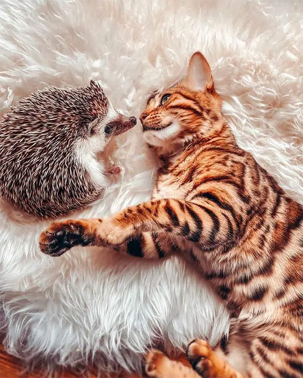 Bengal and hedgehog kiss
