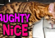 Bengal Troublemakers – Naughty & Nice Bengal Troublemakers – Naughty & Nice