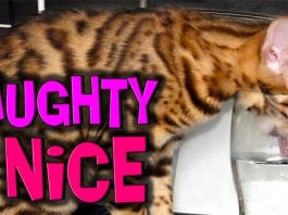 Bengal Troublemakers – Naughty & Nice