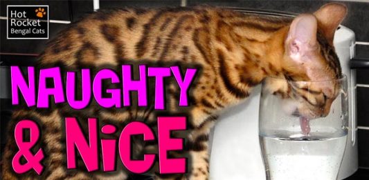 Bengal Troublemakers – Naughty & Nice Bengal Troublemakers – Naughty & Nice