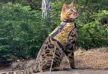The Best Cat Harness and Leash in 2022 Best Harness and Leash