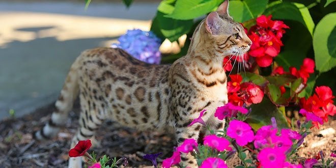 When Rosetted Bengal Bloomed