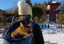 10 Best Cat Backpack Carriers for Your Kitty Best Cat Backpack Carriers