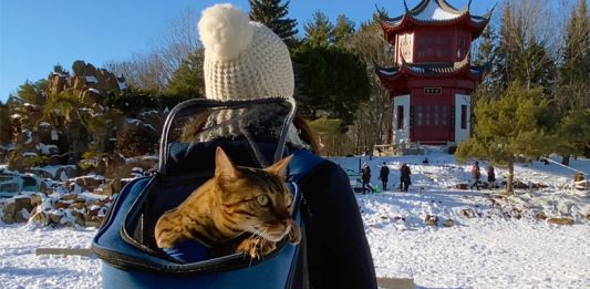 10 Best Cat Backpack Carriers for Your Kitty Best Cat Backpack Carriers