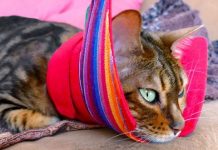 Spaying or Neutering Your Bengal Cat: Things You Should Know Spaying Neutering Bengal Cat