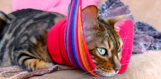 Spaying or Neutering Your Bengal Cat: Things You Should Know Spaying Neutering Bengal Cat