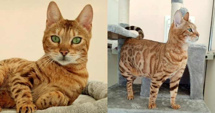 bengal-cat-rose