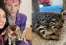 Machine Gun Kelly And Megan Fox Become Pawrents To Bengal Kitten