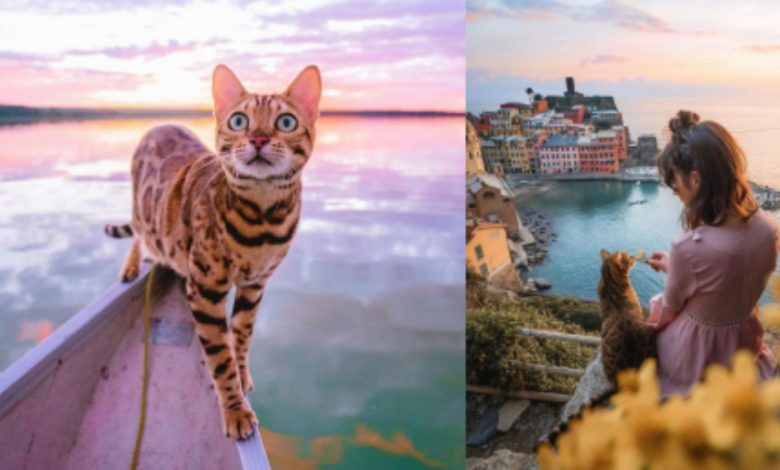suki bengal cat 1