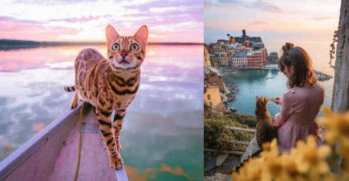 suki-bengal-cat