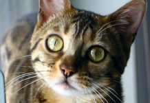 7 Things Only Bengal Cat Owners Understand