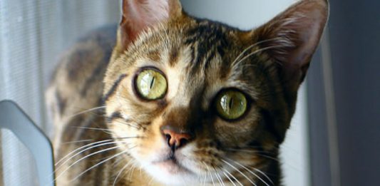 7 Things Only Bengal Cat Owners Understand