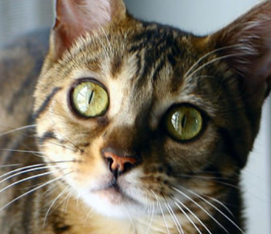 7 Things Only Bengal Cat Owners Understand