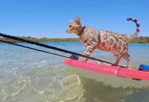 This Beach-Loving Bengal Cat Will Skimboard His Way Into Your Heart!