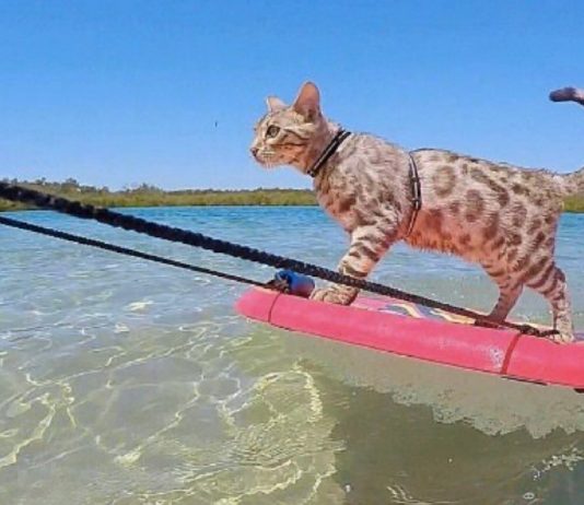 This Beach-Loving Bengal Cat Will Skimboard His Way Into Your Heart!