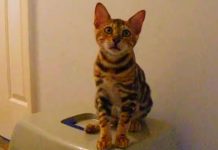 FUN FACT: Bengal Cats Love To Talk And This Guy Has Something To Say!