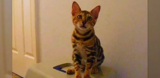 FUN FACT: Bengal Cats Love To Talk And This Guy Has Something To Say!