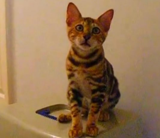 FUN FACT: Bengal Cats Love To Talk And This Guy Has Something To Say!
