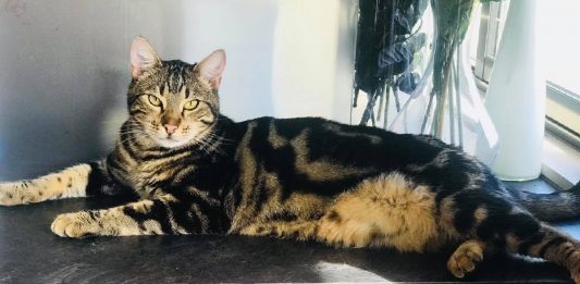 “Celebrity” Bengal Cat Returns To Hometown, Residents Rejoice