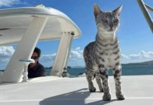 10 Days After Getting Lost At Sea, Bengal Cat Miraculously Reunites With Family
