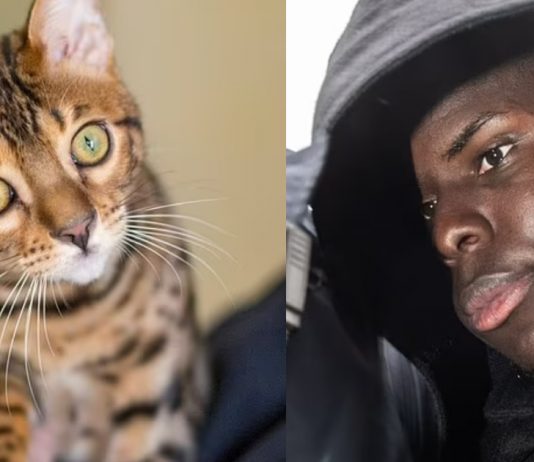 UPDATE: Kurt Zouma Sentenced After Pleading Guilty To Abusing Bengal Cats