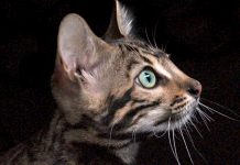 5 Things You Didn’t Know About The Bengal Cat