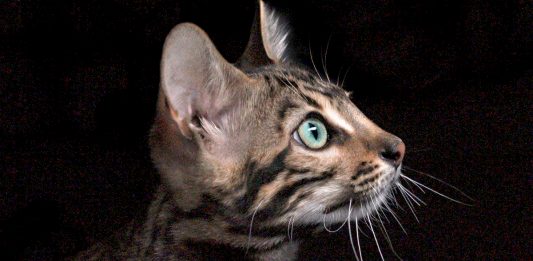 5 Things You Didn’t Know About The Bengal Cat