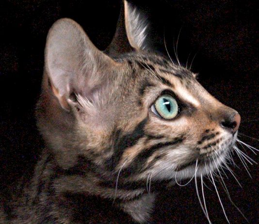 5 Things You Didn’t Know About The Bengal Cat