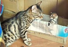 Bengal Cat Mommy Talks To Her Adorable Kitten. Can Someone Translate, Please?