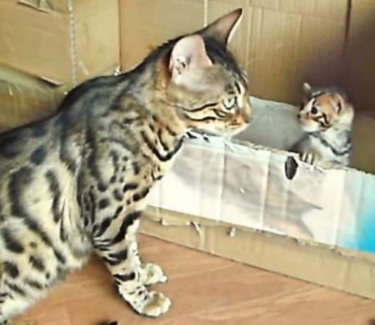 Bengal Cat Mommy Talks To Her Adorable Kitten. Can Someone Translate, Please?
