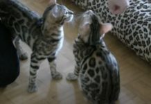 Watch These 4-Month-Old Bengal Cats Perform Astounding Tricks