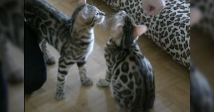 bengal-kitten-tricks (1)