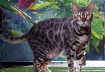 This Bengal Cat Is Totally Adorable Even When He Catches A Ball With His Face