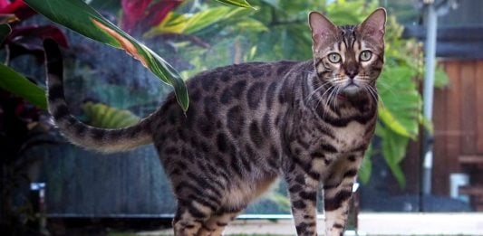 This Bengal Cat Is Totally Adorable Even When He Catches A Ball With His Face