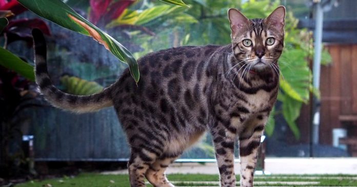 virgil-bengal-ball