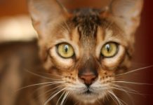 7 Things To Take Note Of Before Getting A Bengal Cat