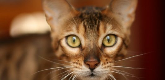 7 Things To Take Note Of Before Getting A Bengal Cat