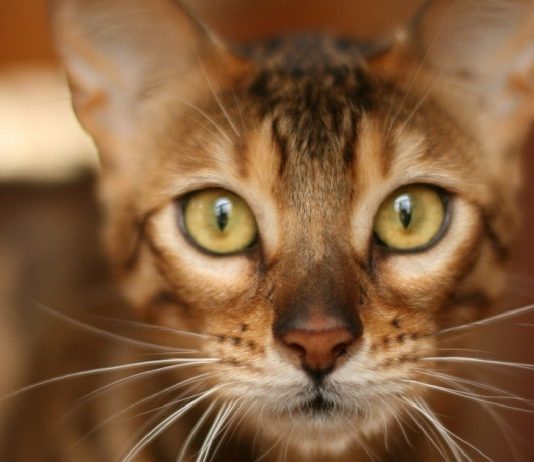7 Things To Take Note Of Before Getting A Bengal Cat