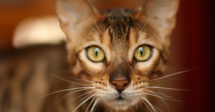 7-things-bengal-cat