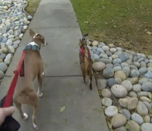 Bengal Cat And Pitbull Love Going on Walks Together