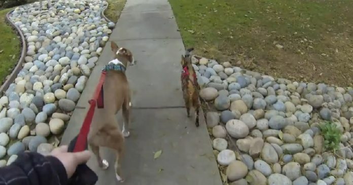 bengal-pitbull-walk