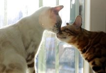 CattyCorner: Mr. Wisewhiskers’ Guide to Etiquette Among Cats