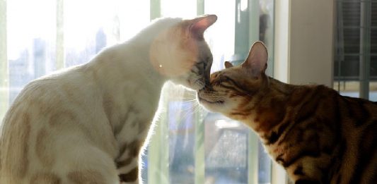 CattyCorner: Mr. Wisewhiskers’ Guide to Etiquette Among Cats