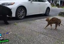 Watch This Tough Bengal Cat Stare Down A Bear & Force It To Retreat
