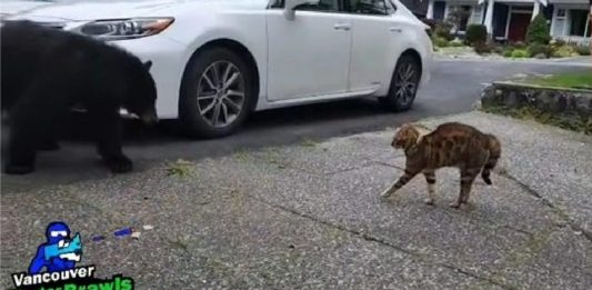 Watch This Tough Bengal Cat Stare Down A Bear & Force It To Retreat