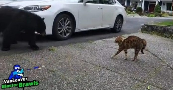 tigger-bengal-bear