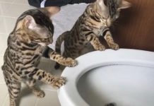 Curious Bengal Kittens Are Fascinated By This “Fountain”