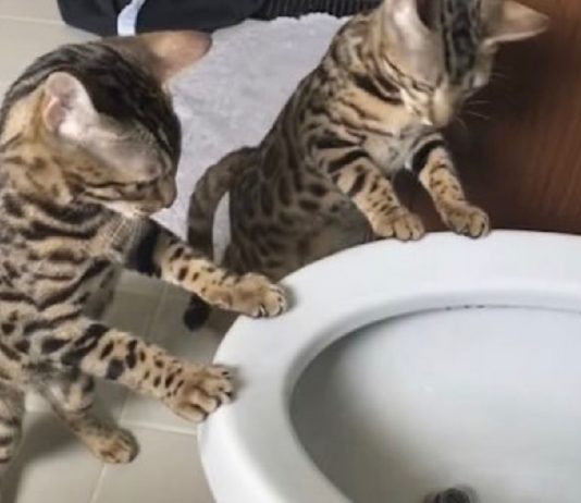 Curious Bengal Kittens Are Fascinated By This “Fountain”