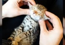Bengal Cat Getting A Relaxing Face Massage – What Happens Next Will Tug At Your Heartstrings!