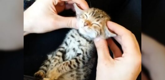 Bengal Cat Getting A Relaxing Face Massage – What Happens Next Will Tug At Your Heartstrings!